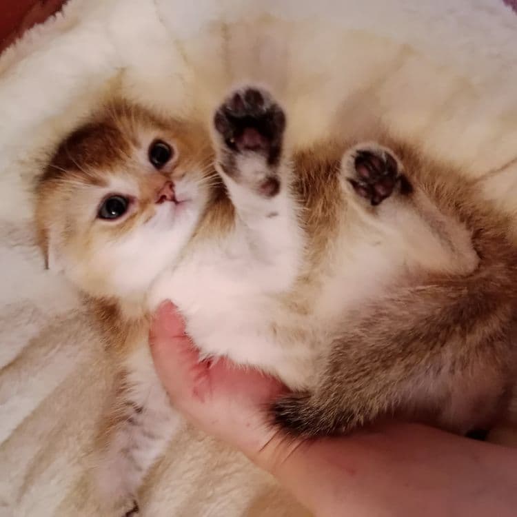 Девочка золотая Шиншила Скоттиш Фолд — 1