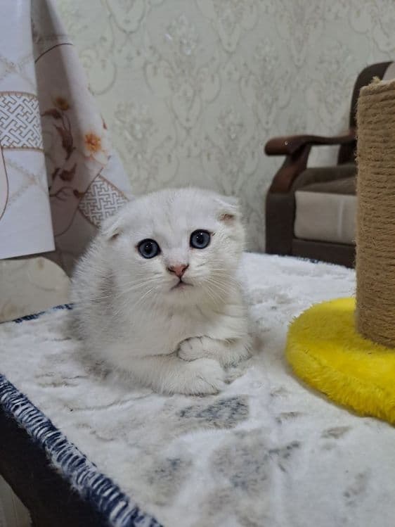 Британский окрас, Фолд — 1