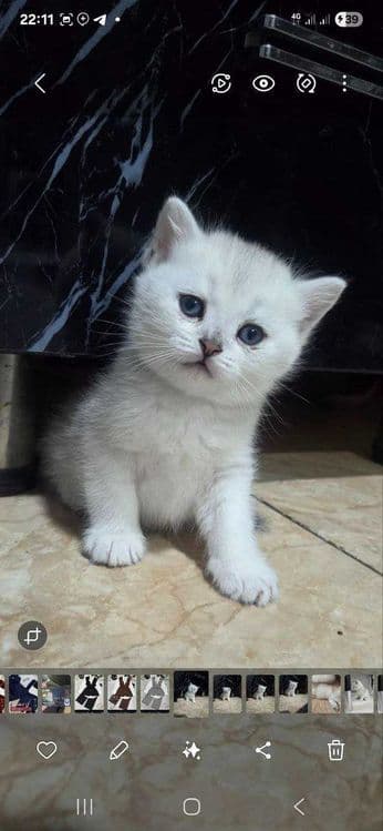 Продается котята чистокровные британские шиншиллы — 1