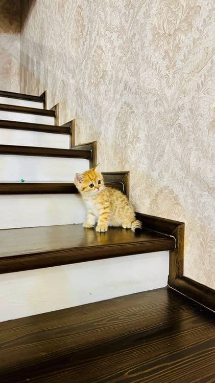 Продаётся чистокровный котята — 1