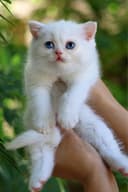 Продаются британские котята