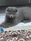 Кошка Зотли мушук