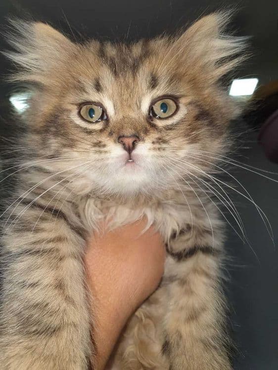 Котята на продажу — 1