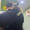 Британская короткошерстная кошка