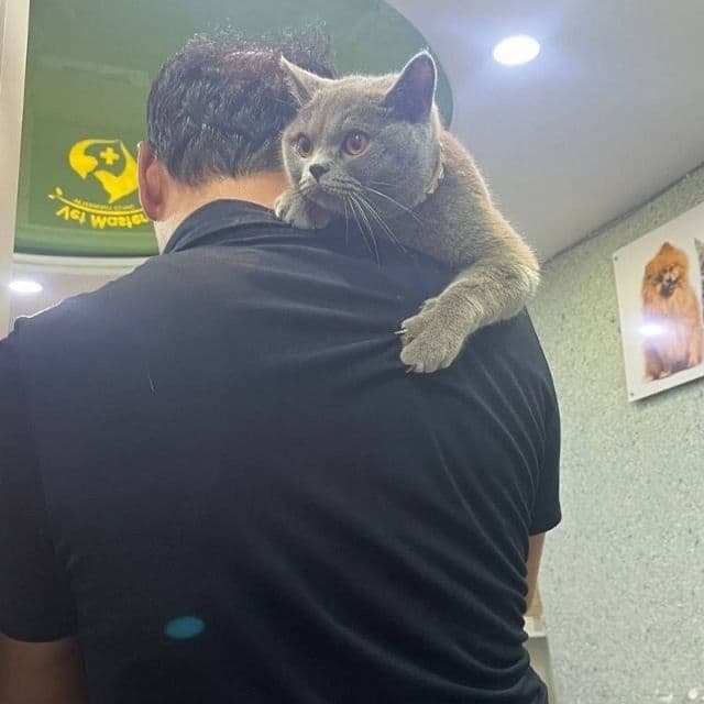 Британская короткошерстная кошка — 1