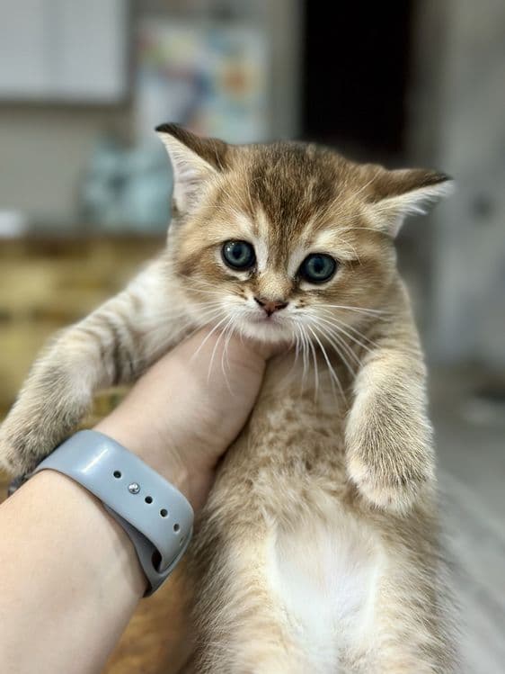 Котенок шиншилла — 1