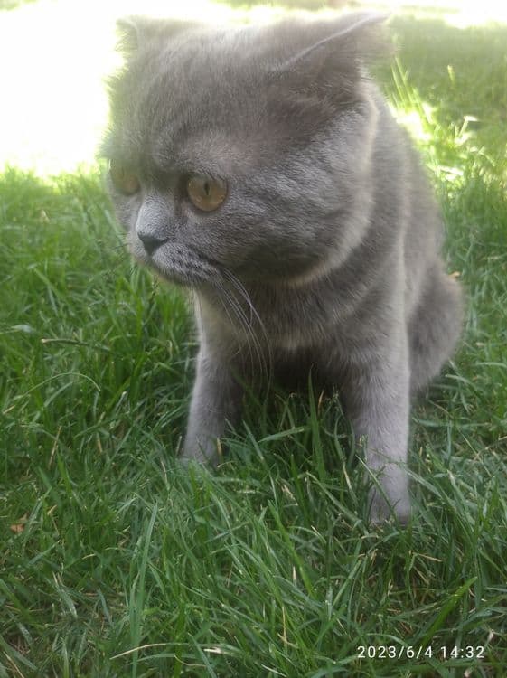 Британская кошка — 1
