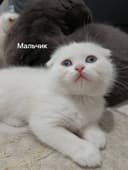 Продаются котята