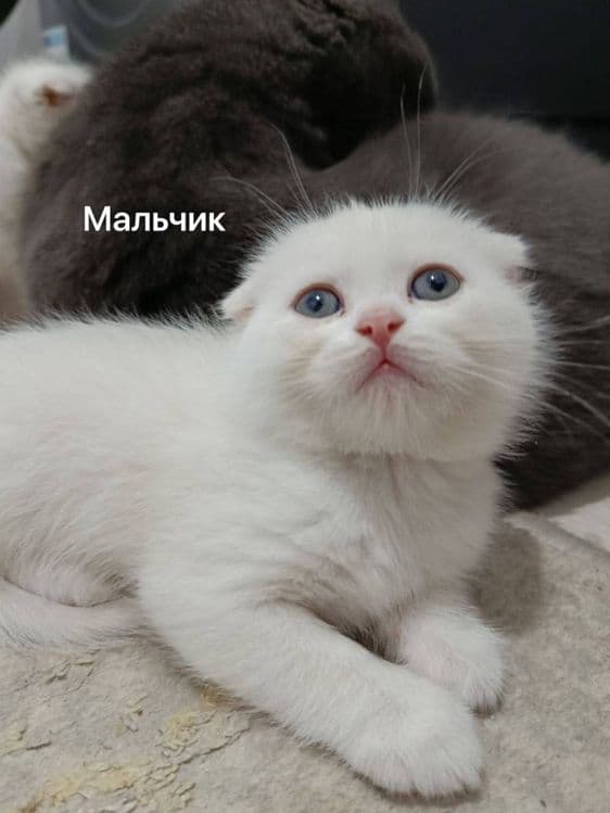 Продаются котята — 1