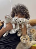 Продаются котята