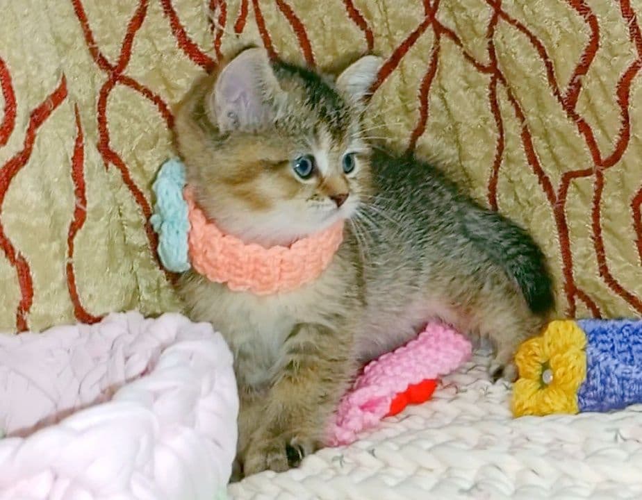 Золотая Шиншила девочка — 1