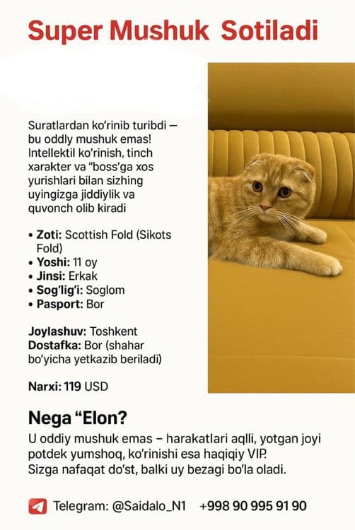 1 oy kafolat beraman soğli ga osangiz hato qilmaysis olin juda zor mus — 1