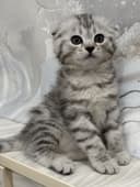 Mushuk sotiladi котёнок