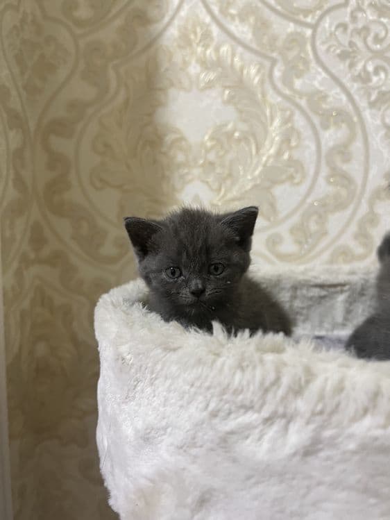 Скотиш фолд — 1