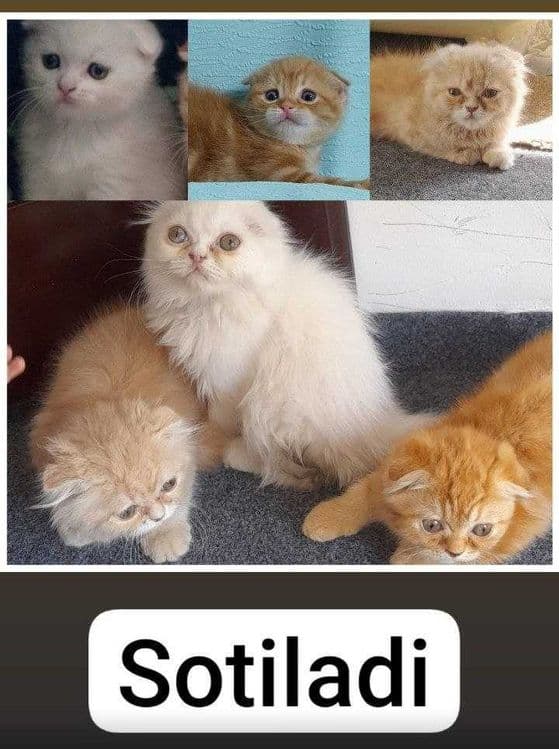 Продам Шотландских котят — 1