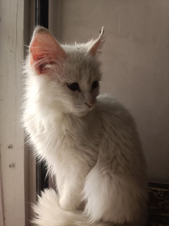 Mushuk sotiladi yosh 4 oylik — 1