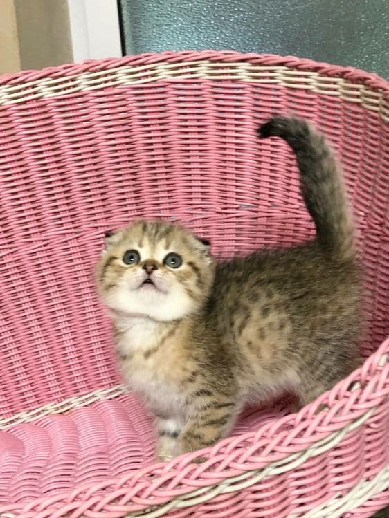 девочка скоттиш фолд золотая шиншилла табби — 1