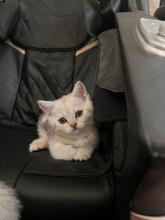 НЕ ДОРОГО продаются породистые котята — 1