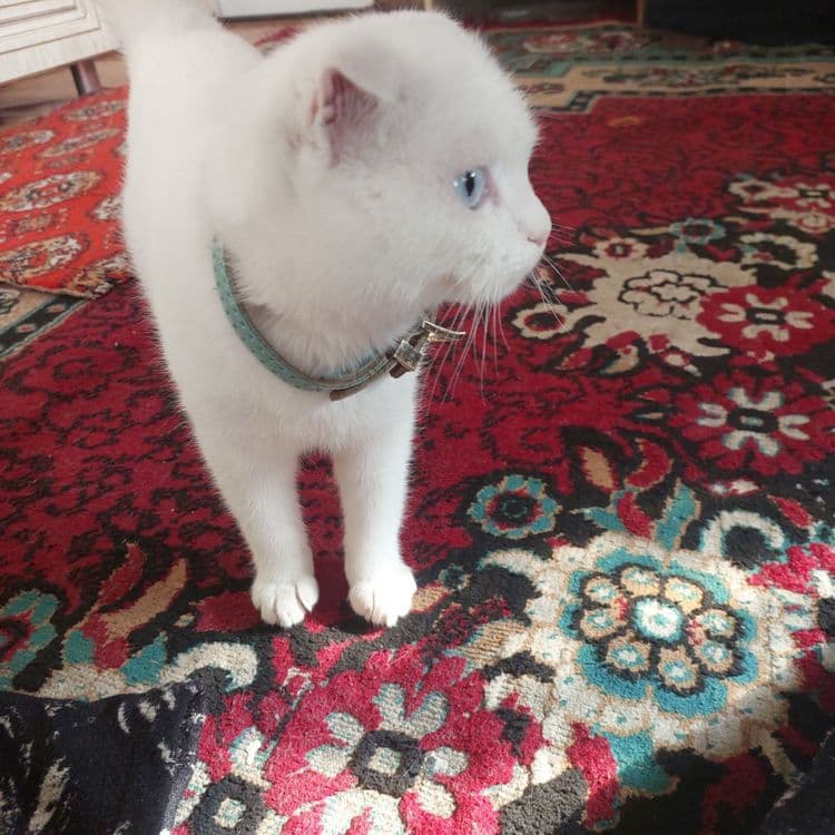Scottish fold mushuk sotiladi qiz bola — 1