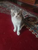 Кот : Скоттиш фолд