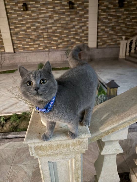 Британская короткошёрстная кошка — с домиком — 1
