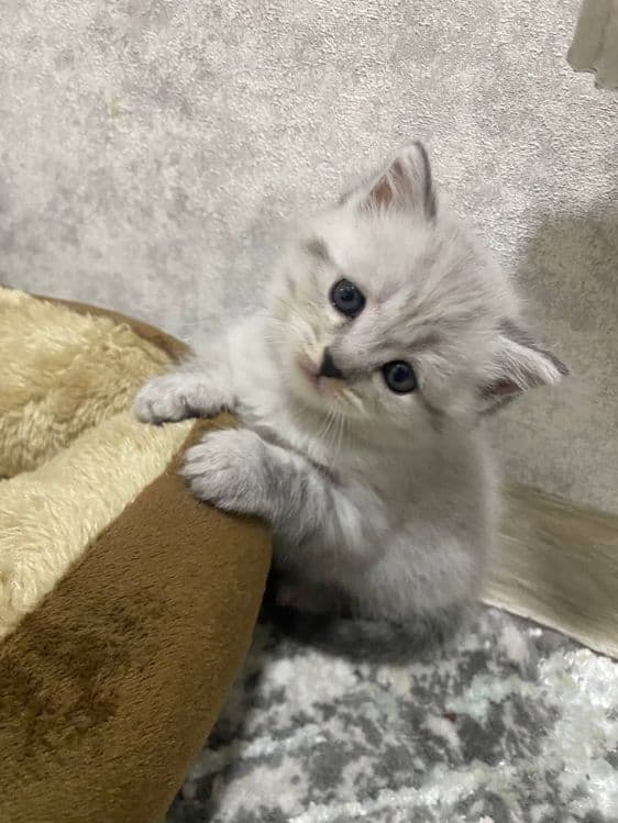 ПРОДАЮТСЯ Котята !!! — 1