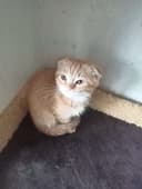Шотландский вислоухие котят