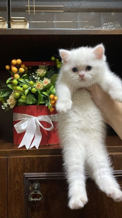 Scottish Fold Scottish Straight — 1