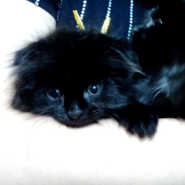 Scottish Fold uy mushuklari — 1