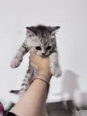 Котенок скоттиш и страйт микс