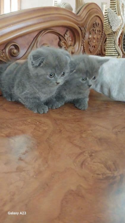 Скоттиш фолд 2.5 ойли — 1