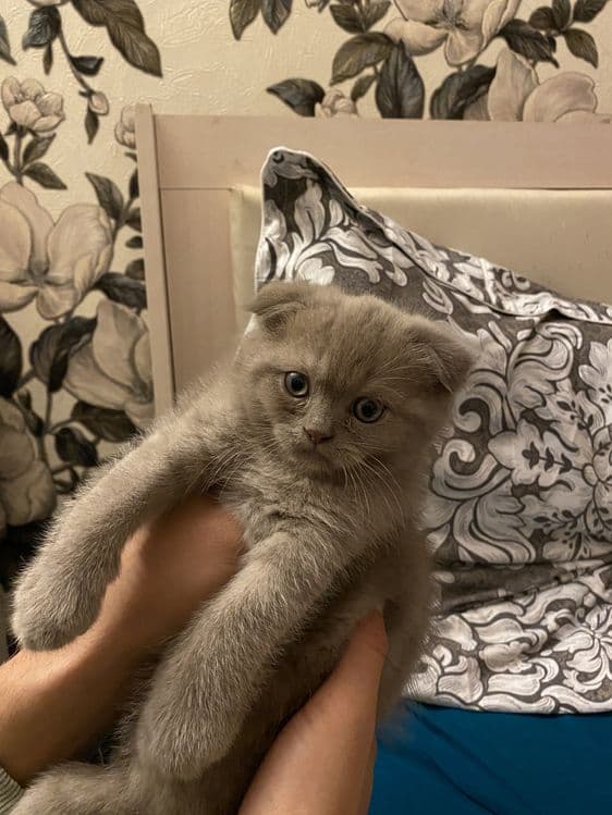 Котенок Скоттиш Фолд — 1