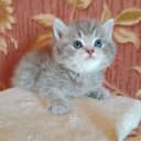 Скоттиш Страйт фолд булочки
