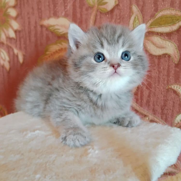 Скоттиш Страйт фолд булочки — 1