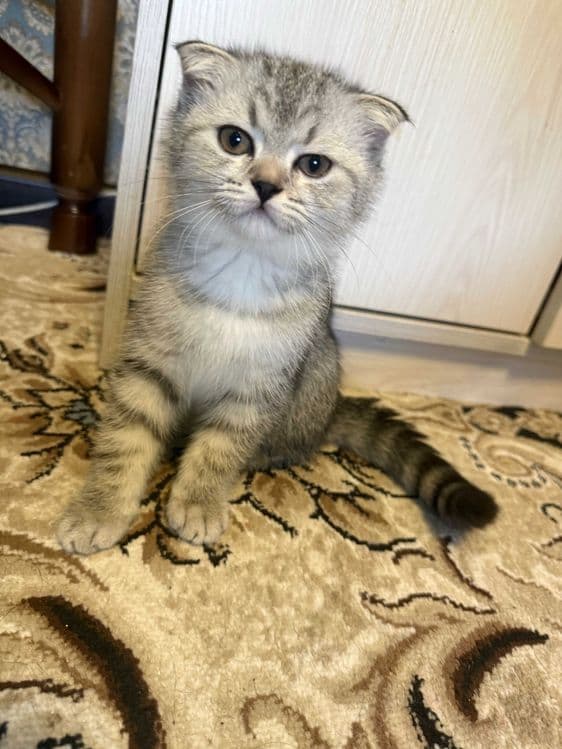 Noyob rangdagi Scottish Fold mushukchalari sotiladi — 1