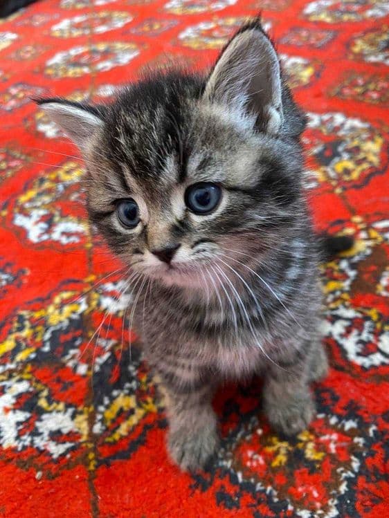 Scottish Straight Скотиш страйт кошка ЧИСТОКРОВНАЯ — 1