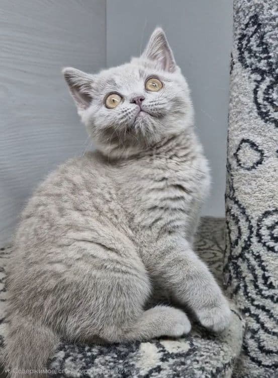 Продаются чистокровные Британцы — 1