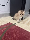 Золотистый британский шиншила