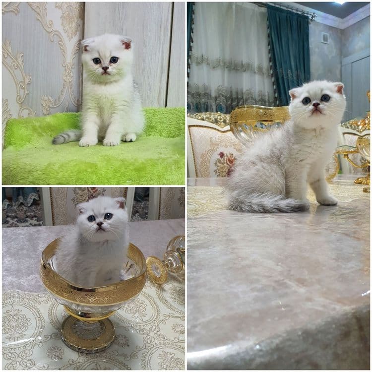 Шотландский скотиш фолд — 1
