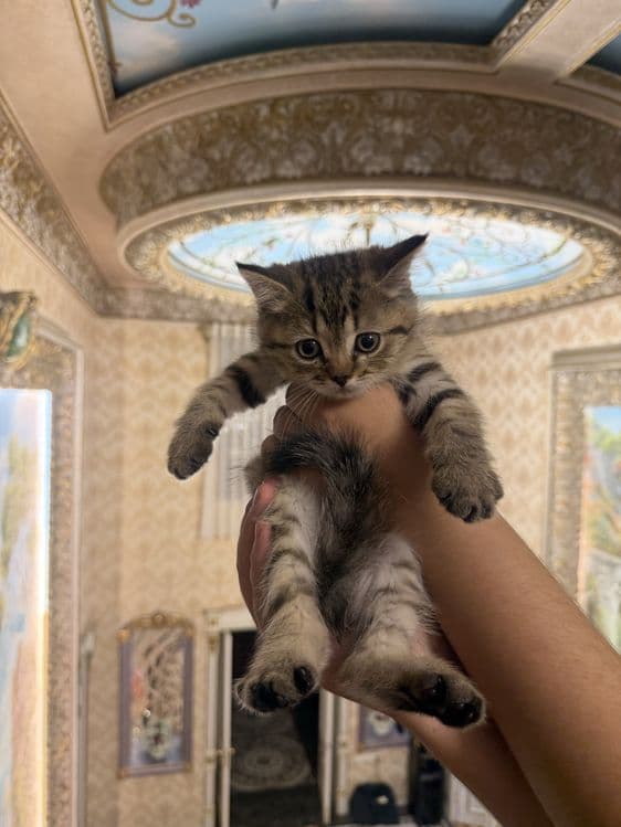 scottish fold shinshila — 1