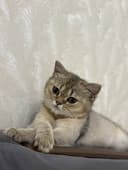 Кошка Золотая шиншилла