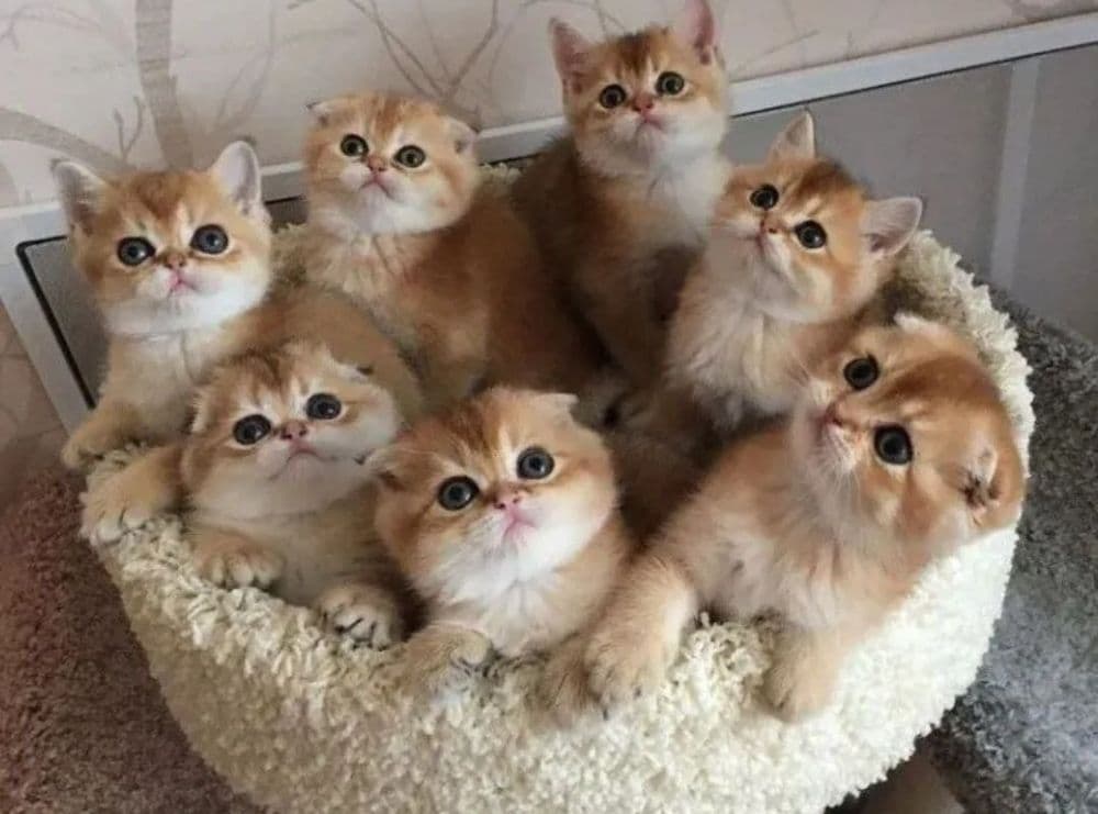 Продаются Шотландские котята золотые шиншиллы — 1