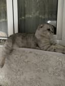 Scottish Fold mushuk sotiladi