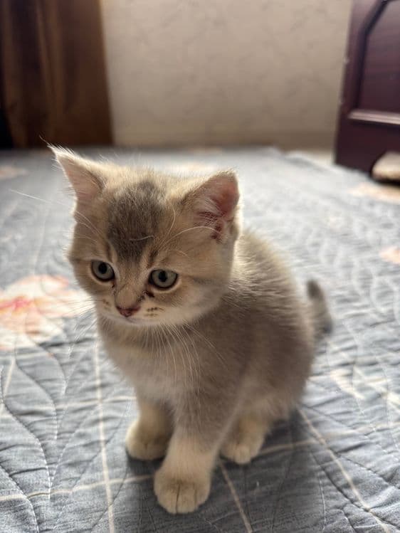 Продается Котята — 1