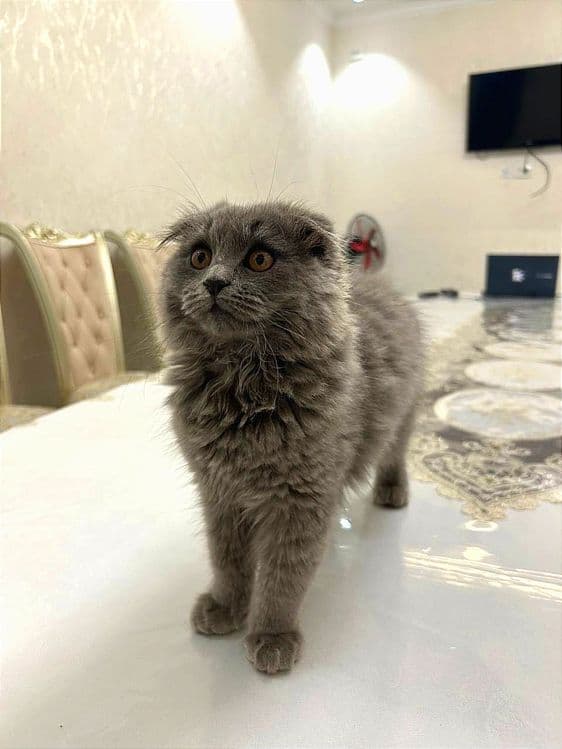 Шотландский Фолд Хайленд - Scottish Fold — 1
