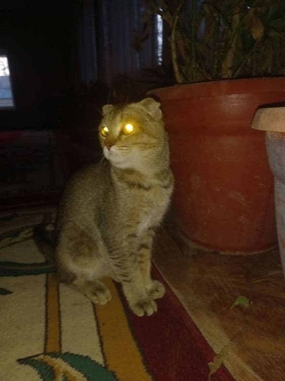 Кошка породы: Шотландийский вислоух — 1