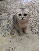 Вислоухая шотландская кошка (скотиш фоулд)