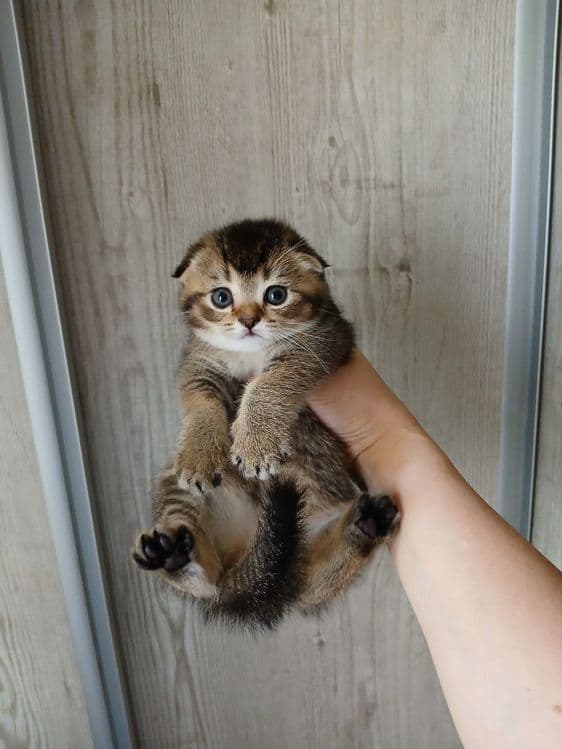 продаю котёнка девачку — 1