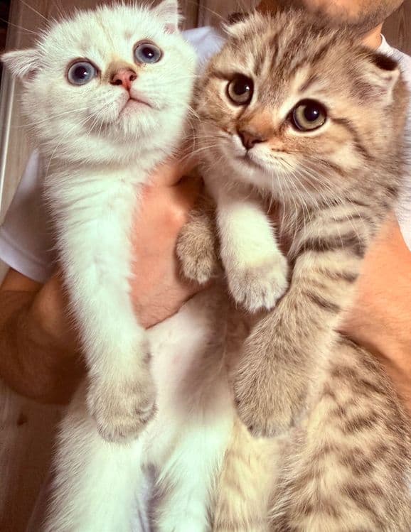 Скоттиш фолд чистокровные — 1