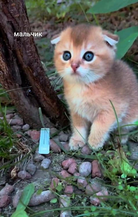 Шотландские вислоухие котята Золотая Шиншилла — 1